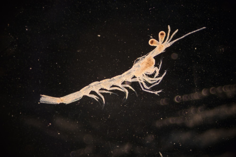 breeding mysis shrimp