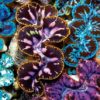 Ultra Premium Maxima Clams
