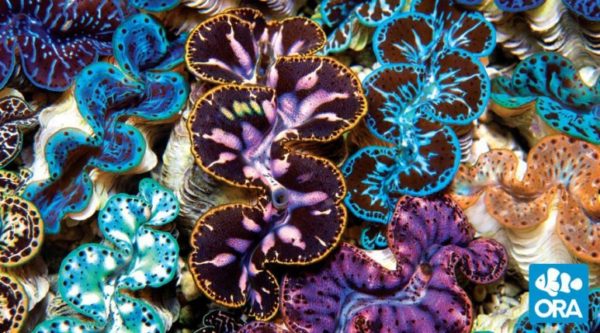 Ultra Premium Maxima Clams