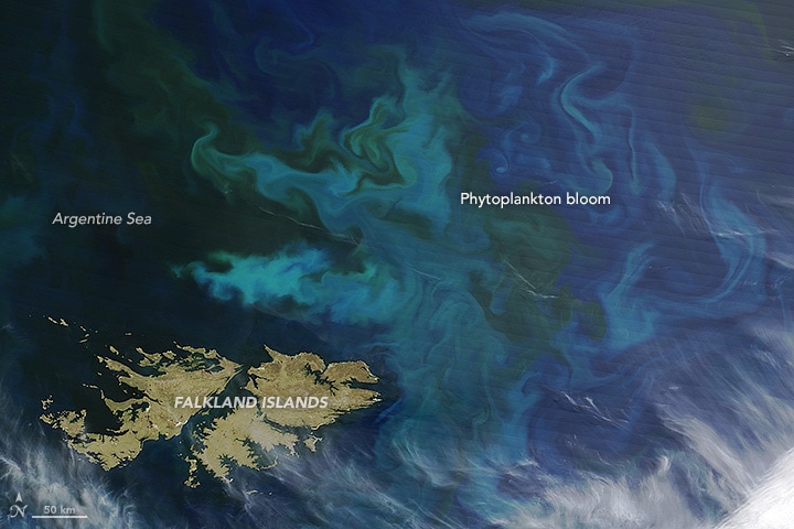 A Falkland Island Phytoplankton Bloom