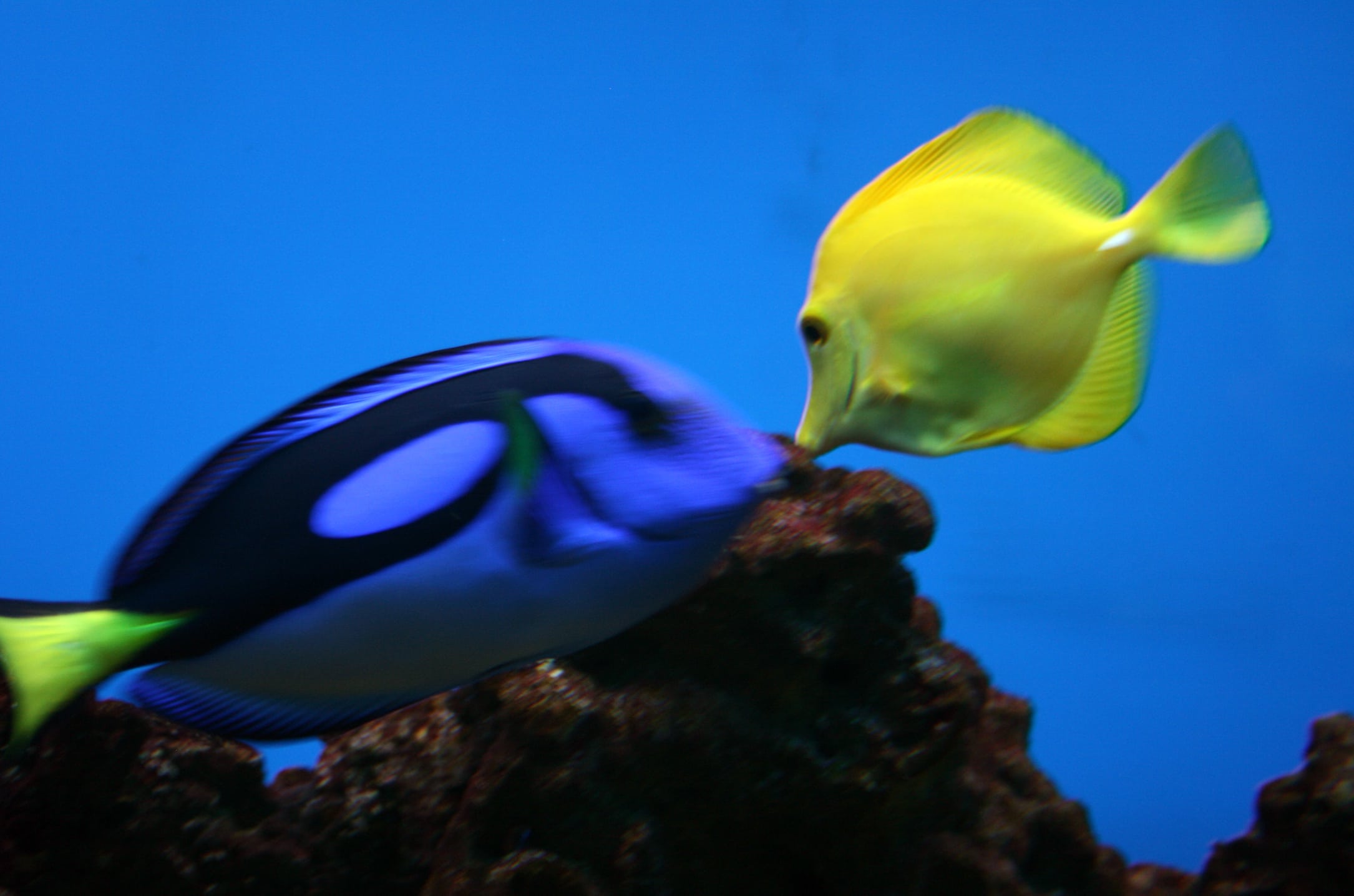 A Yellow and Blue Tang in a Marine Aquarium