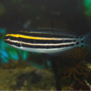 The Fun and playful Striped Blenny
