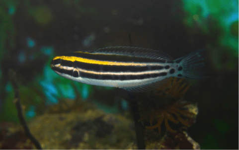 The Fun and playful Striped Blenny
