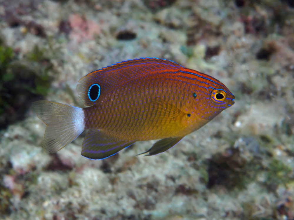 A damselfish