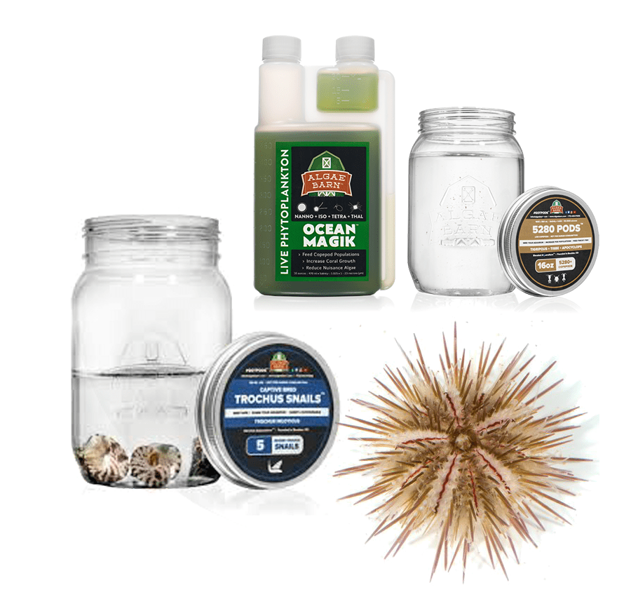 Hair Algae Killer Kit | Kits and Solutions | AlgaeBarn