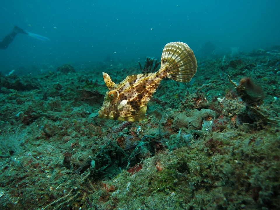 A beautiful filefish in the wild.