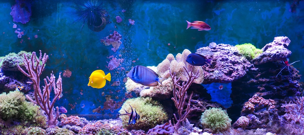 A beautiful Marine Aquarium