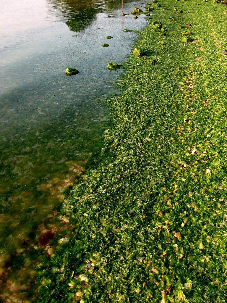 In nature, Macroalgae can grow to an enormous size!