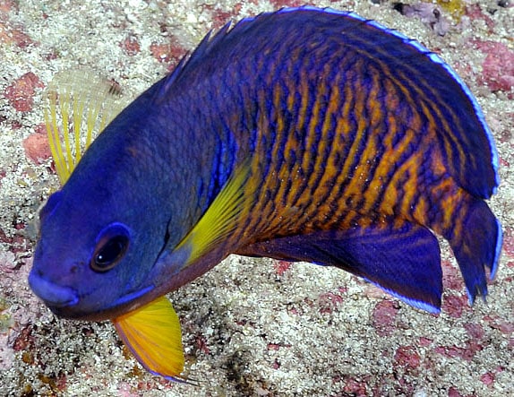 A Coral Beauty Angelfish