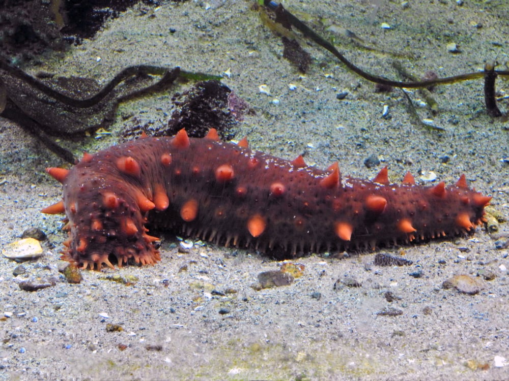 A detritus eating Sea Cucumber