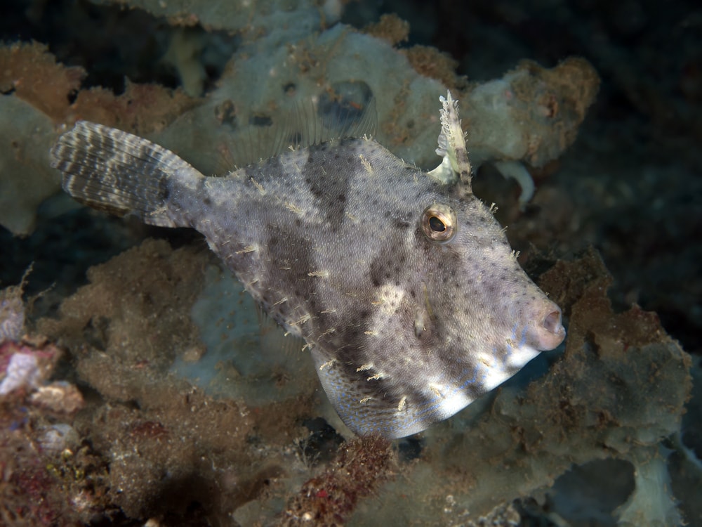 Aiptasia Eating Filefish