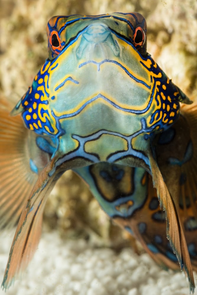 This green mandarin goby is staring directly into the camera!