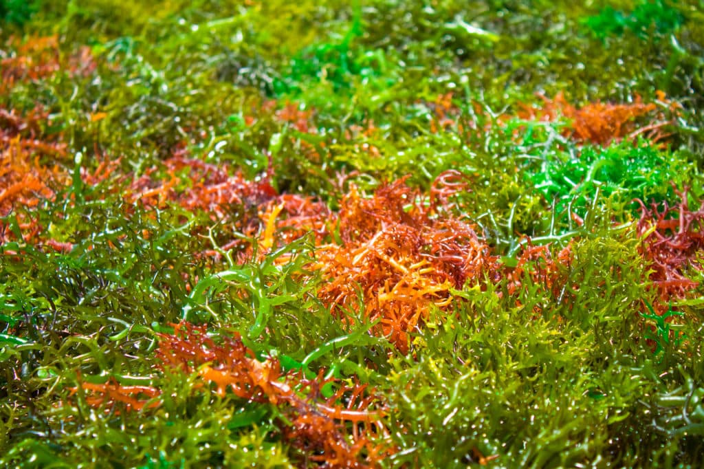 A bed of different colored Macroalgaes