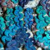 Premium first grade Maxima Clams