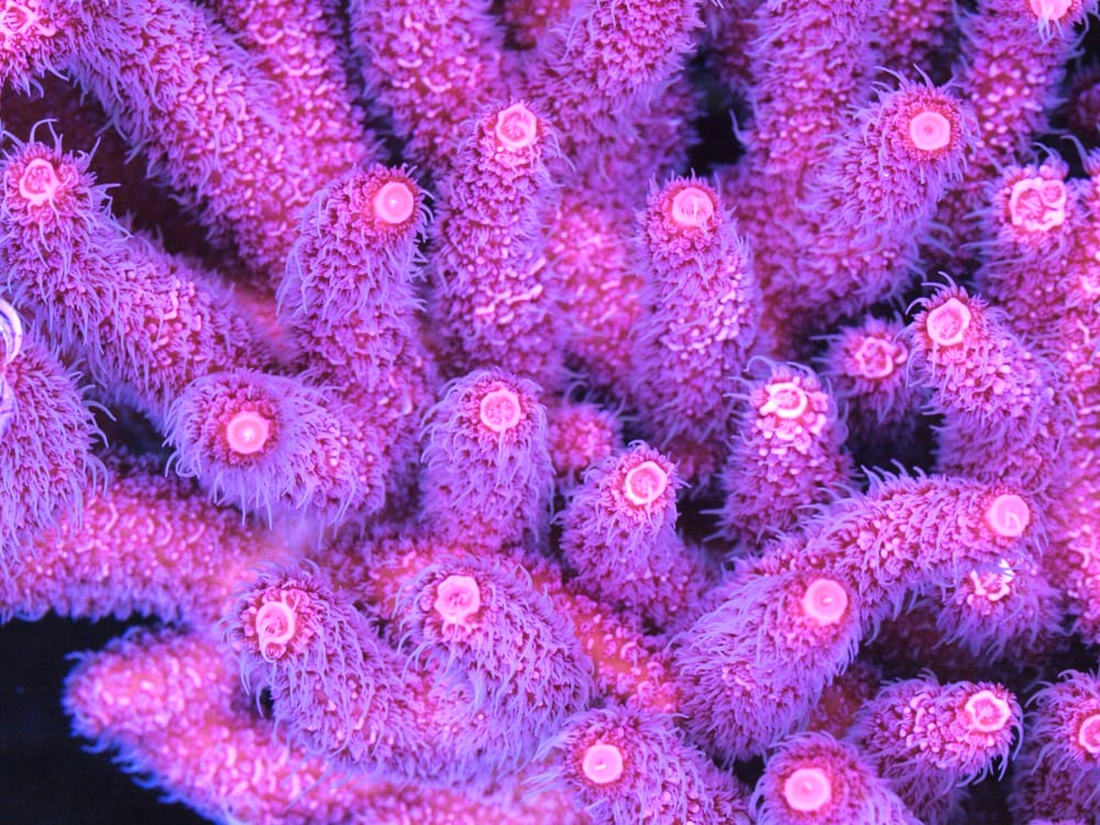 A healthy Purple Acropora Coral