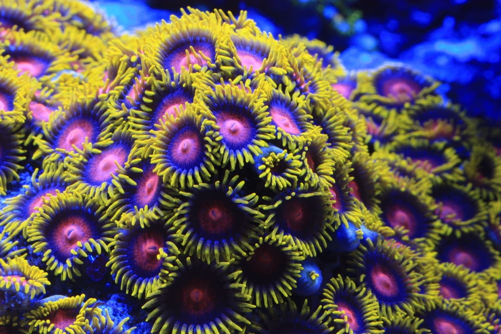 some zoa corals