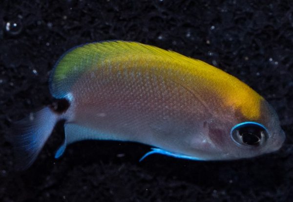 A tiny but Beautiful Swallowtail Angelfish