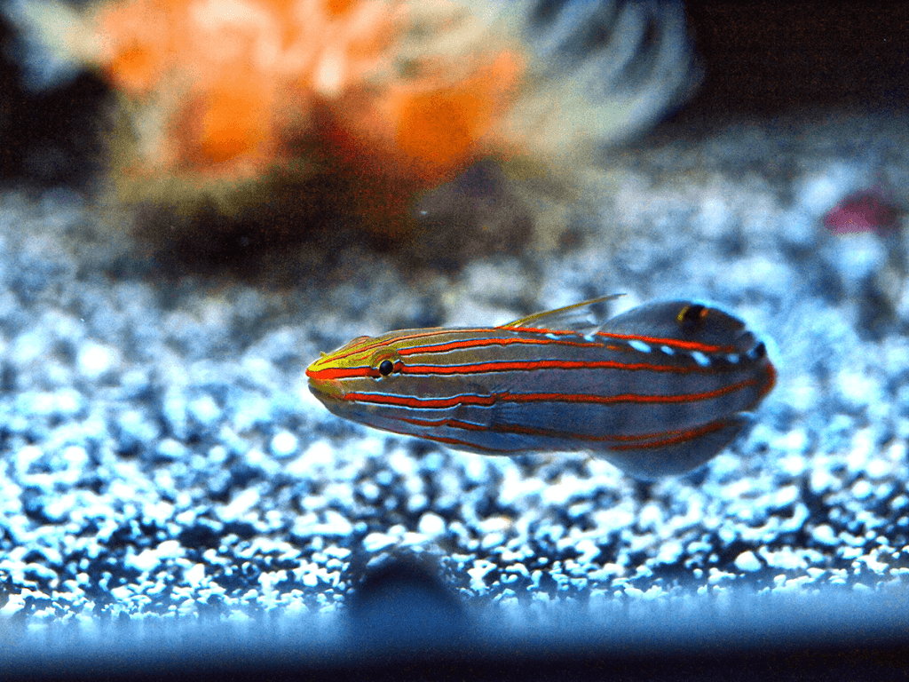 All About the Court Jester Goby Captive Bred Fish AlgaeBarn
