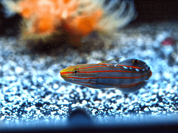 Court Jester Goby