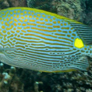 Incredible Goldline Rabbitfish