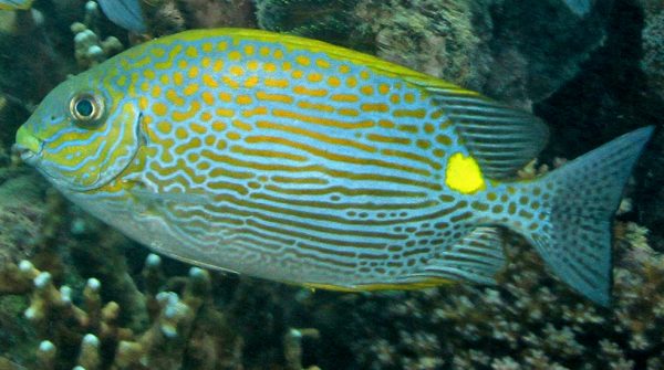 Incredible Goldline Rabbitfish