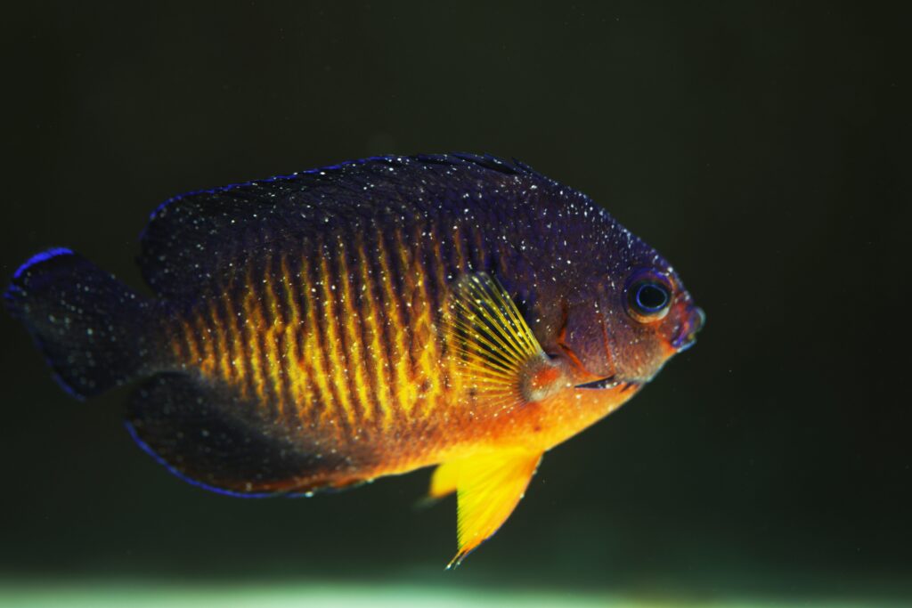 A coral beauty marine angelfish covered with marine fish disease crypotocaryon irritans