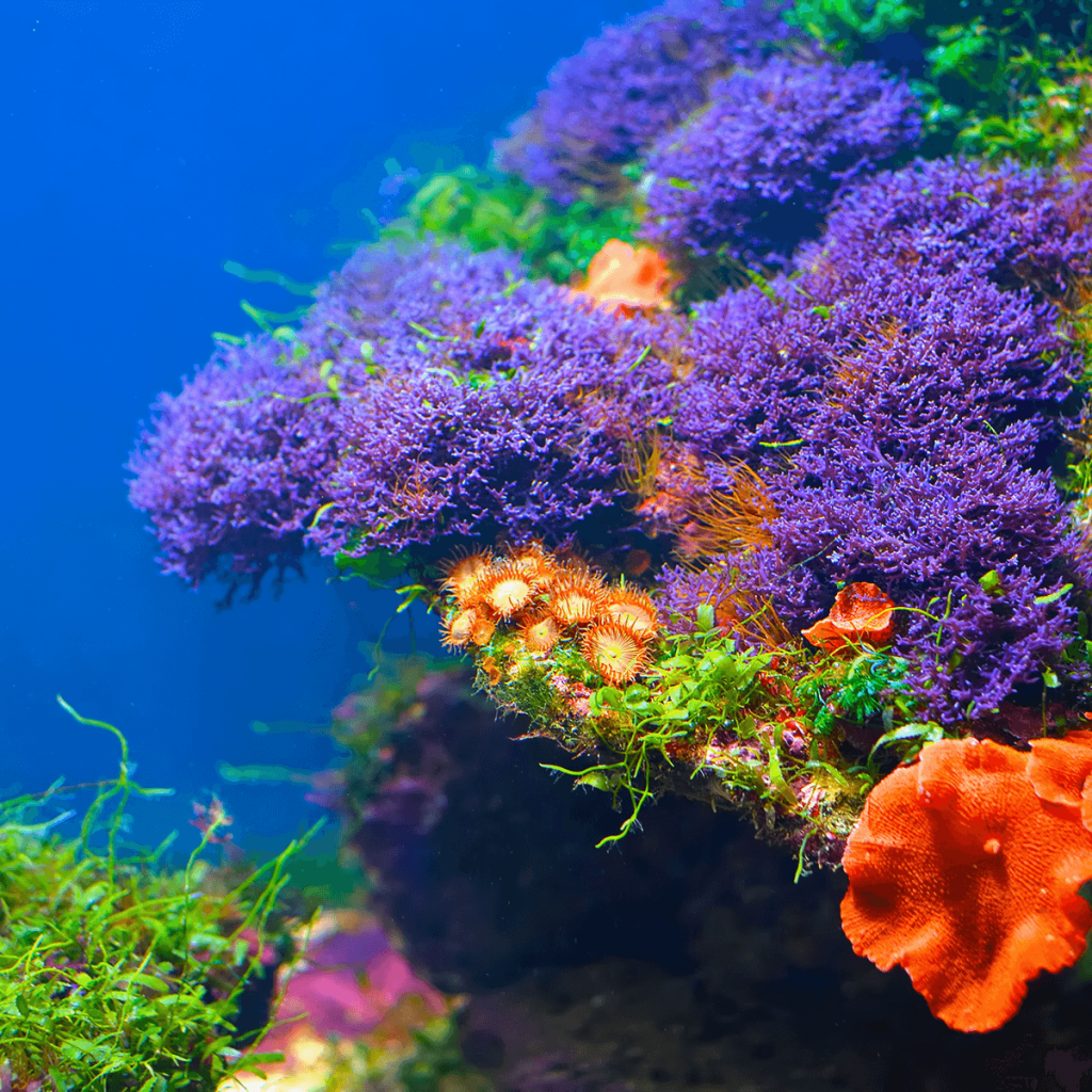 What are Planted Tanks?, Marine Plants