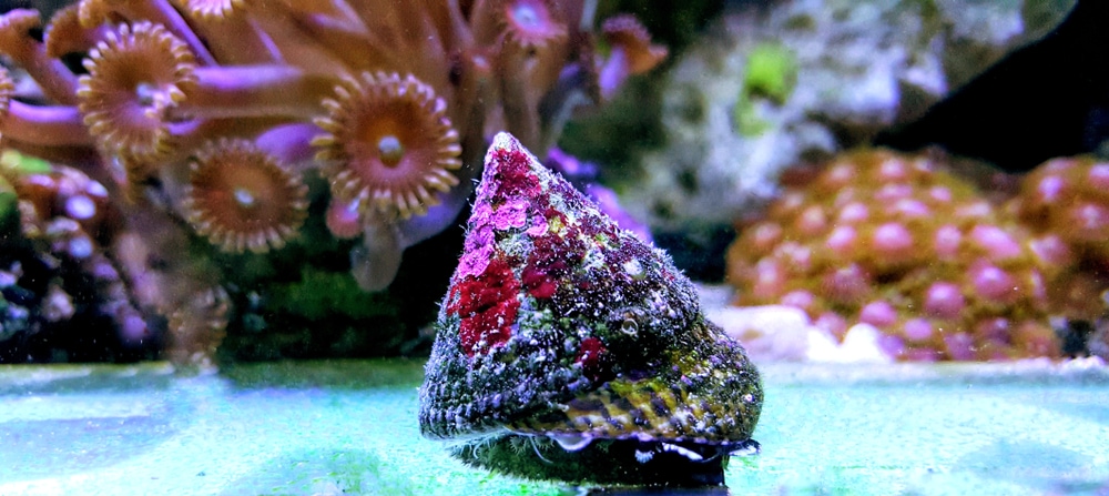 A saltwater Snail covered in algaes!