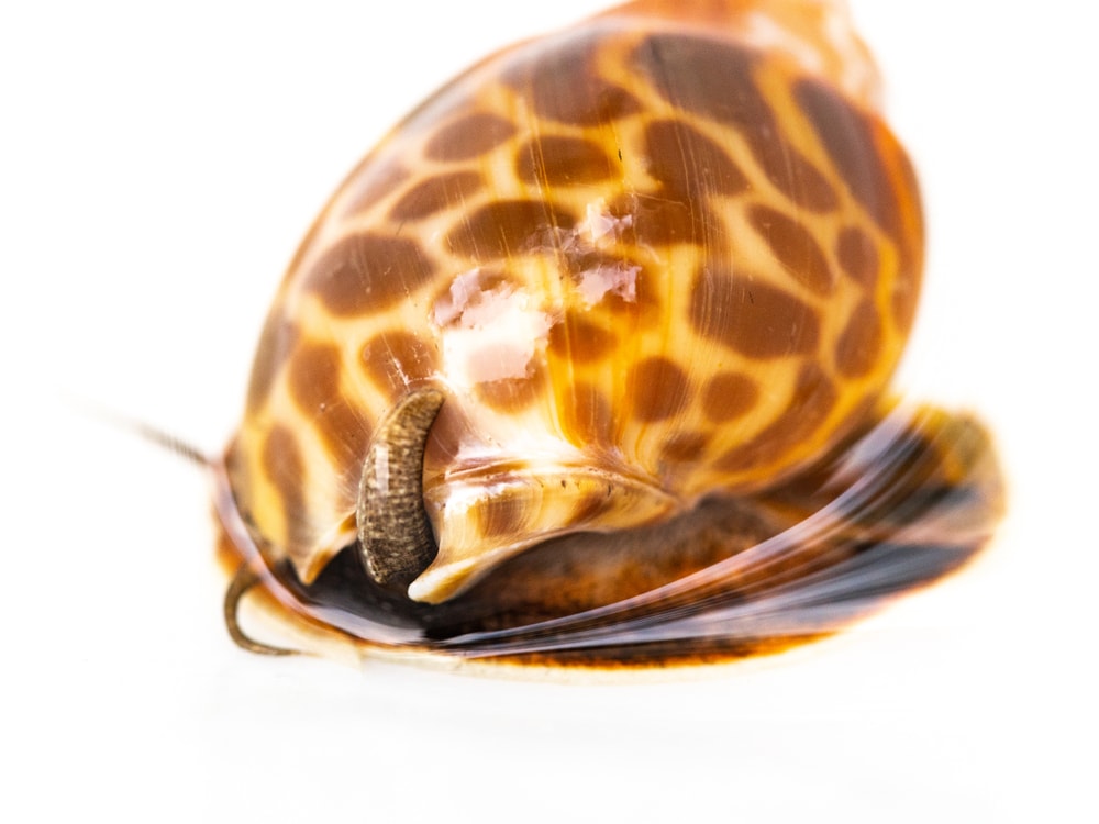 A potentially predatory snails