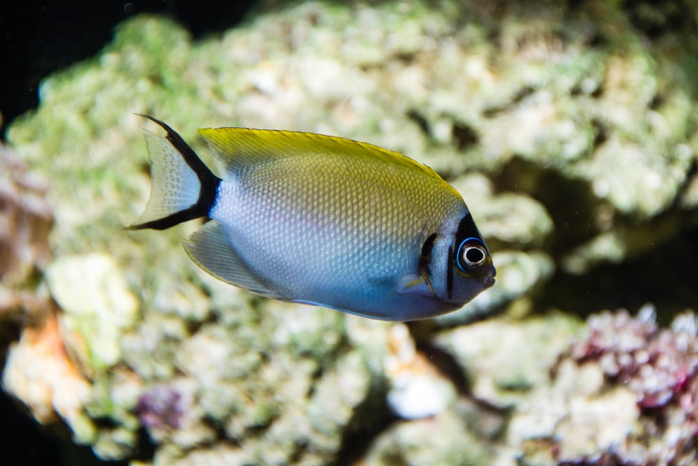 The incredible Captive bred Swallowtail Angelfish.