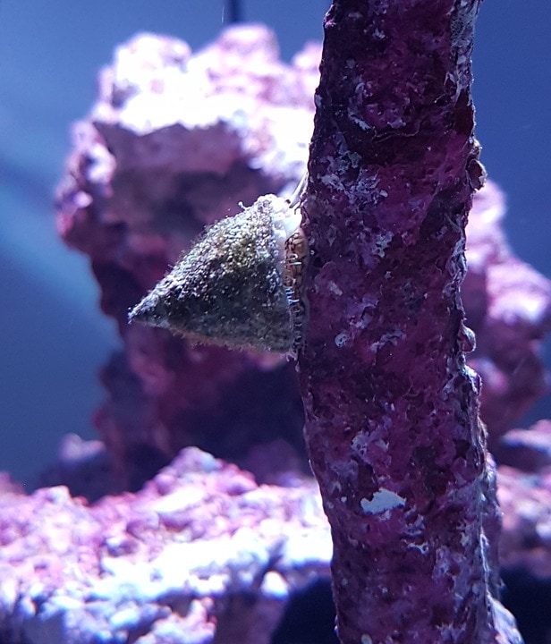 A Marine Snail cleaning an Aquarium