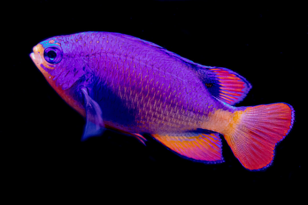 BIOTA Orangetail Damsel