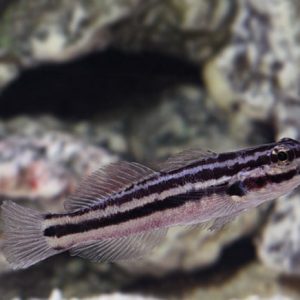 A Biota Link's Goby