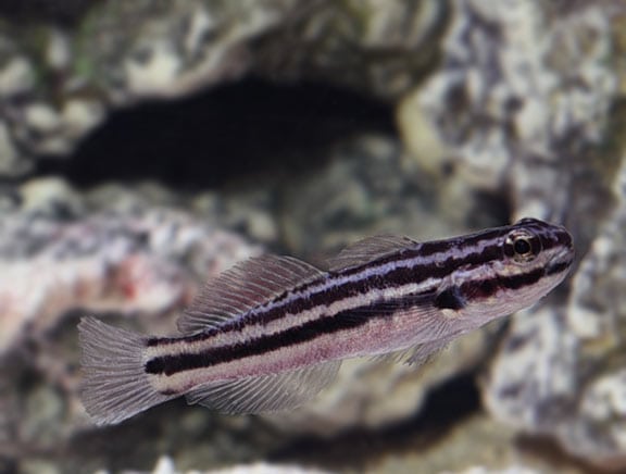 A Biota Link's Goby