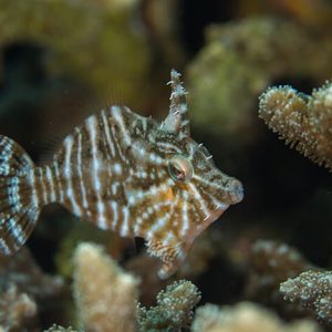 Captive Bred Radial Filefish