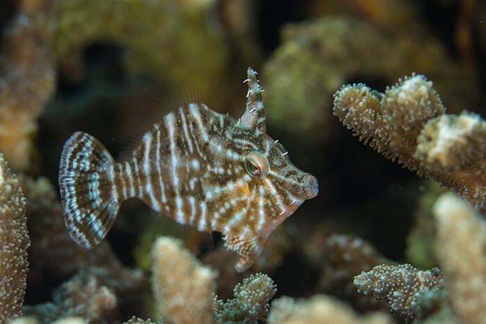BIOTA Radial Filefish Captive Bred Fish AlgaeBarn