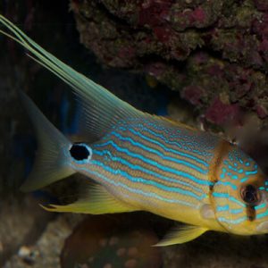 Blue Lined Sea Bream - Captive Bred