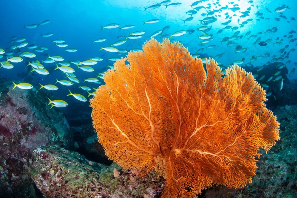 A sea fan