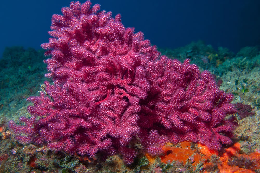 An amazing purple gorgonian in the wild