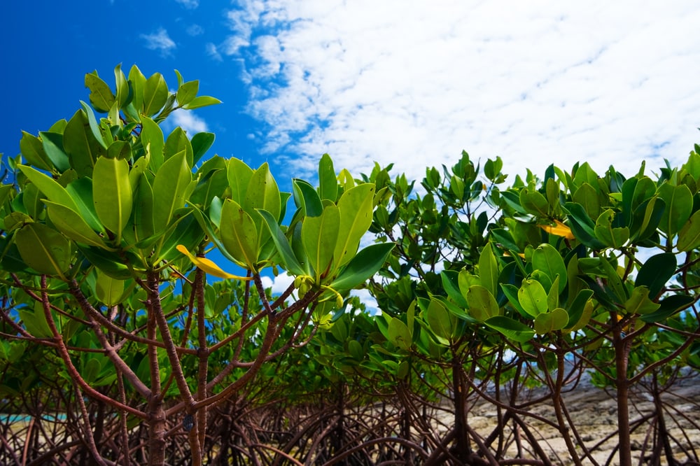 Mangrove propagules shortly after sprouting!