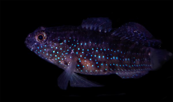 BIOTA Captive Bred Starry Goby