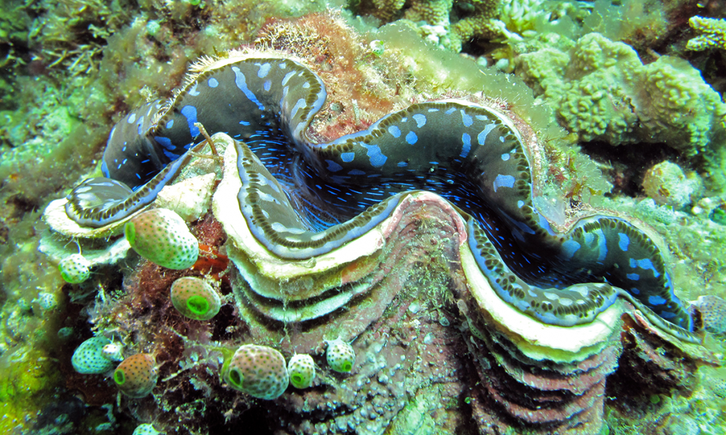 Giant clam in the wild - Maxima Clam