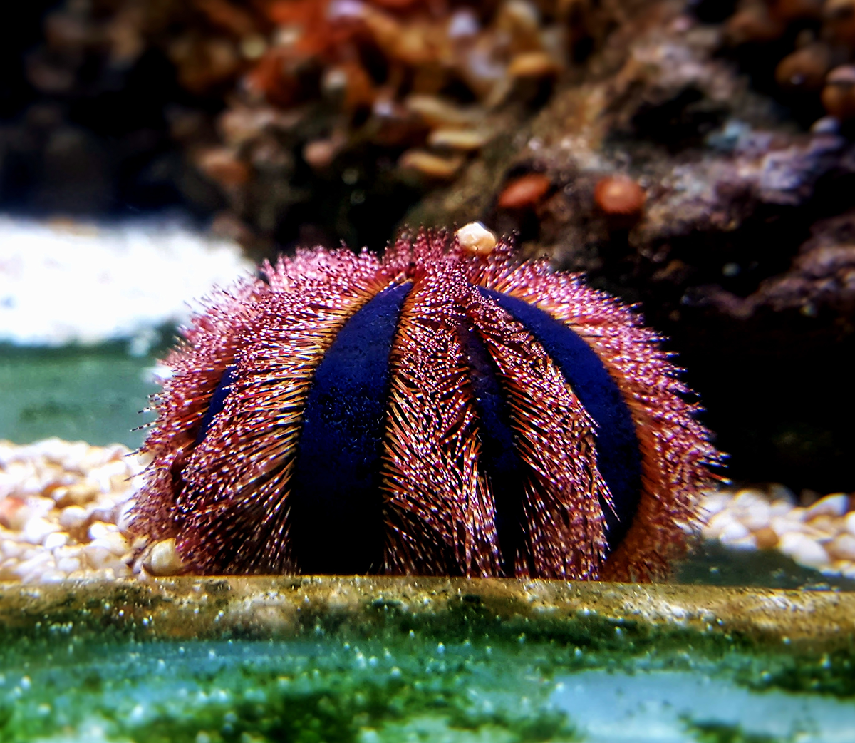 Tuxedo Urchin | Captive Bred | AlgaeBarn