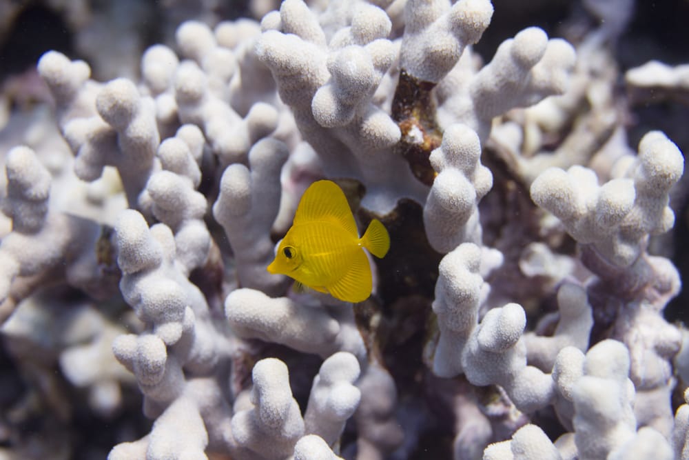 This baby yellow tang should be very carefully introduced