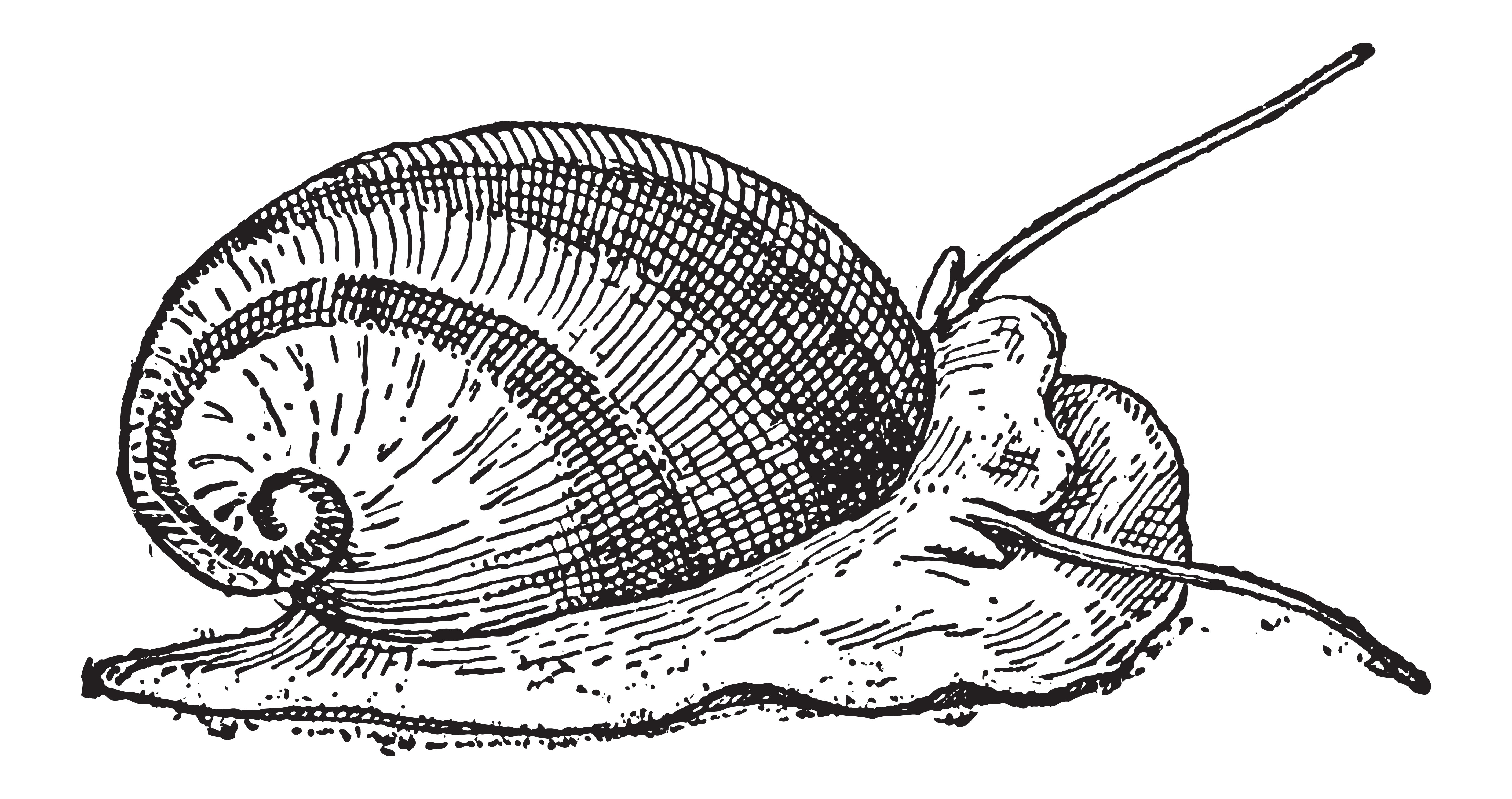 Saltwater Nerite Snail Illustration
