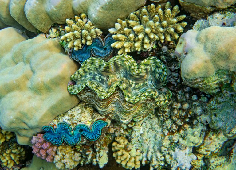 Keeping Clams in the Reef Tank Tridacna Clams The Algae Lab AlgaeBarn