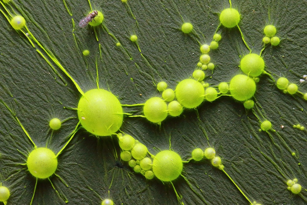 Dealing with Cyanobacteria | Nuisance Algae Control | AlgaeBarn