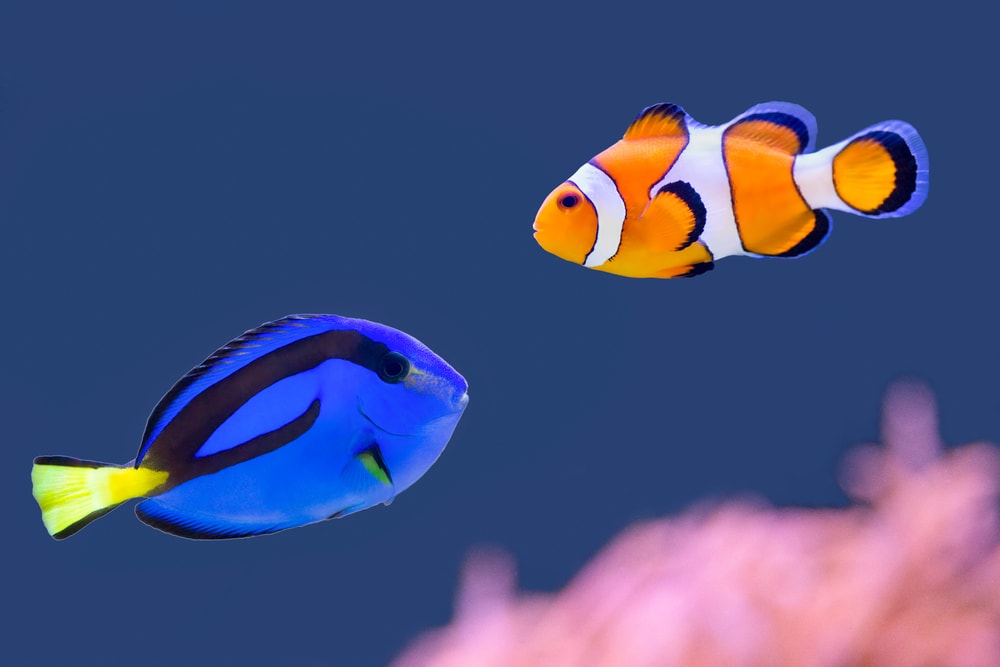 a blue hippo tang, and a percula clownfish
