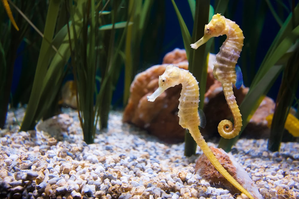 happy seahorse pair