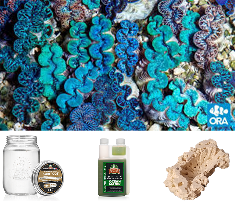 An Example of our Blue Maxima Clam Keeper Kit